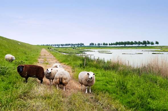 Beeld bij De Zak van Zuid-Beveland