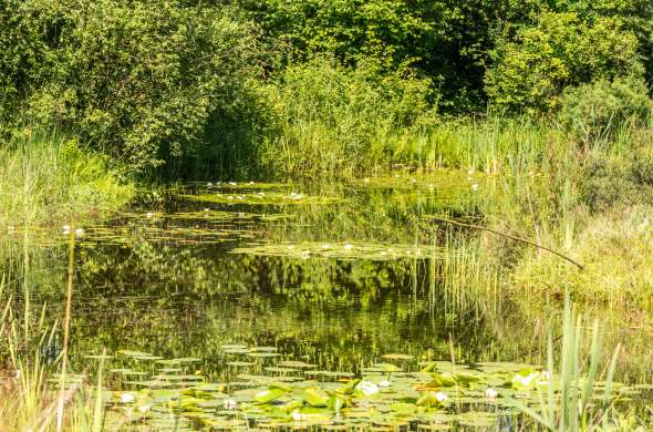 Beeld bij Heide bij Roosendaal