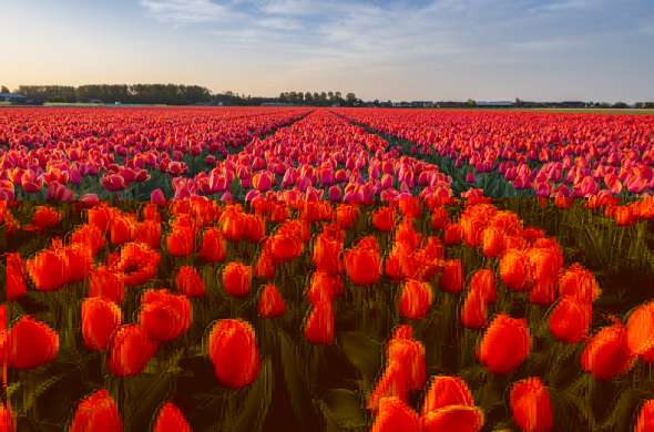 Beeld bij Zeg het met bloemen rond Lisse