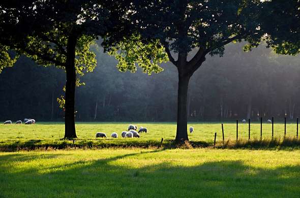 Beeld bij Schaapskuddes rond Assen