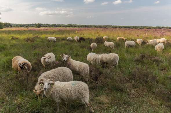 Beeld bij Schaapskudde Twente