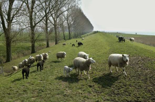 Beeld bij Schaapskooi Ottoland