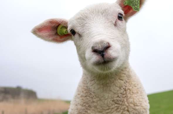 Beeld bij Wollige Zeeuwse schapen