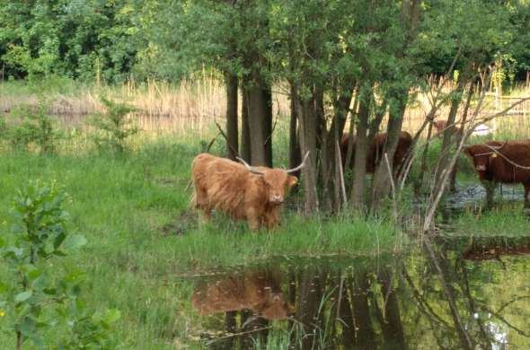 Beeld bij Strandgaperbeek en Harderbos