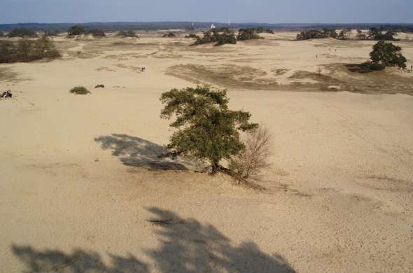 Beeld bij Brandend zand bij Kootwijk