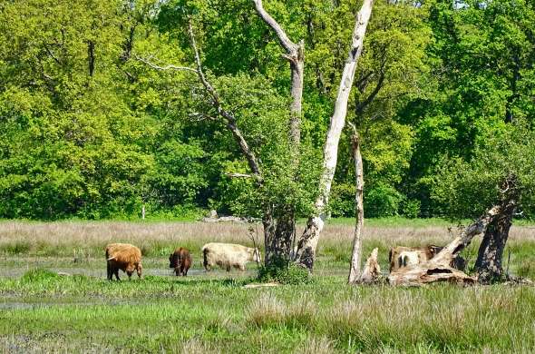 Beeld bij Oosterhesselen en omstreken