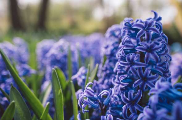 Beeld bij Bloemenboerderij De Langendam