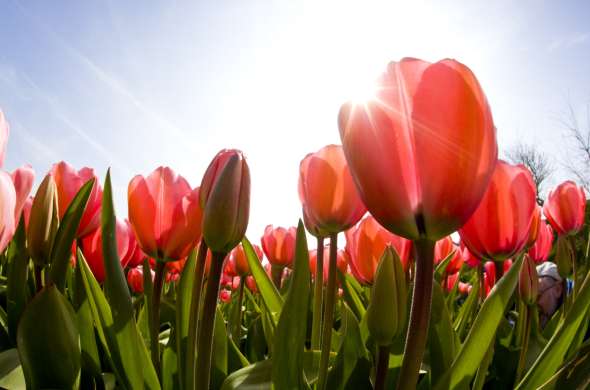 Beeld bij De Floratuin van Julianadorp