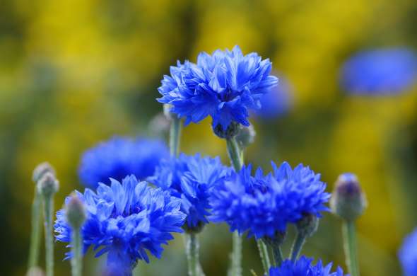 Beeld bij Bloemenpluktuin Steede Hoge Woerd