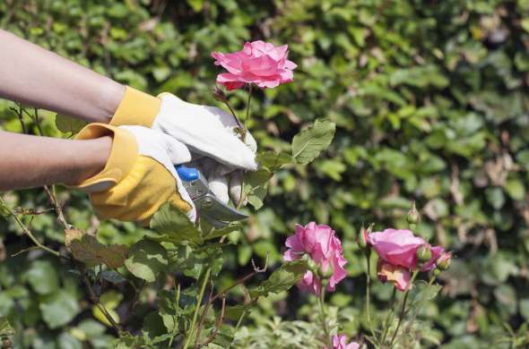 Beeld bij Rozen rond Lottum