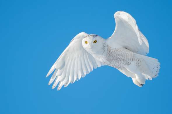Beeld bij Vogelpark Ruinen