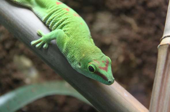 Beeld bij Berkenhof Tropical Zoo