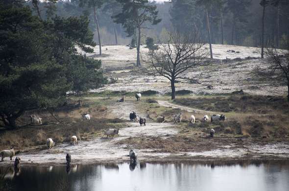 Beeld bij Duinen langs een rivier