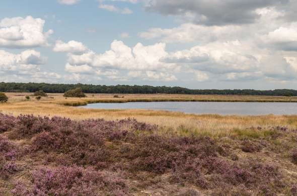 Beeld bij Herfstkleuren in het Dwingelderveld