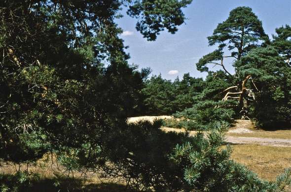 Beeld bij Een park met folly’s